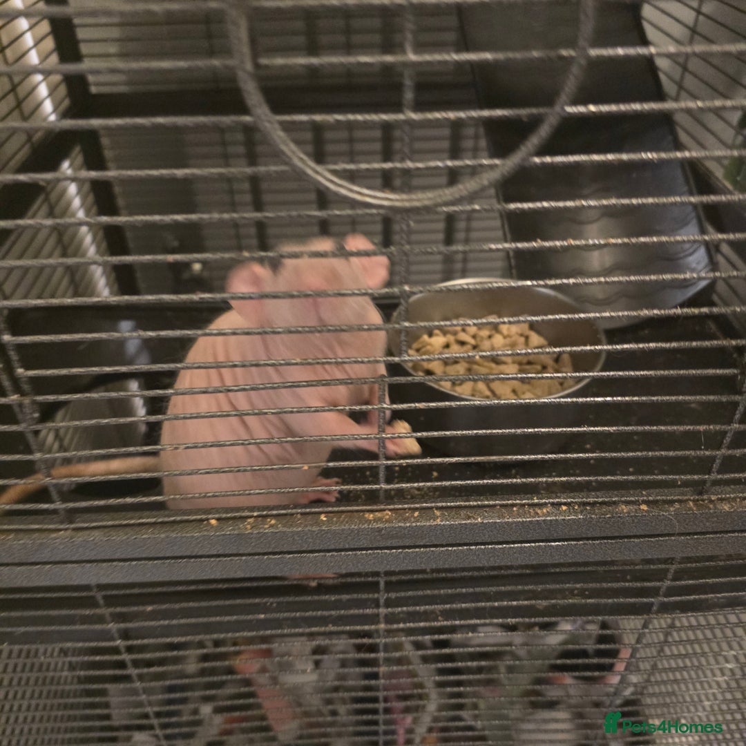 Rat rodents for sale: 2 dumbo rats  - Image 1