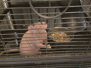 Rat rodents - Advert 32