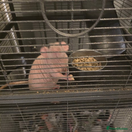 Rat rodents - Advert 1