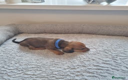 Miniature Dachshund dogs for sale: Minature dashshunds 2 boys 2 girls left - Image 21