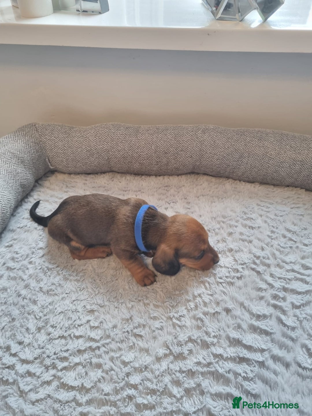 Miniature Dachshund dogs for sale: Minature dashshunds 2 boys 2 girls left - Image 21