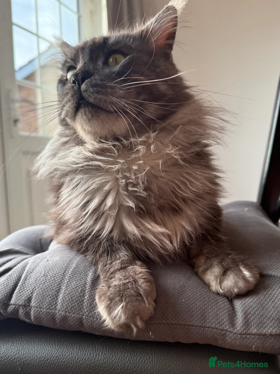 Maine Coon cats for stud: Maine Coon Stud (Russian line) in NOTTINGHAM  - Advert 2