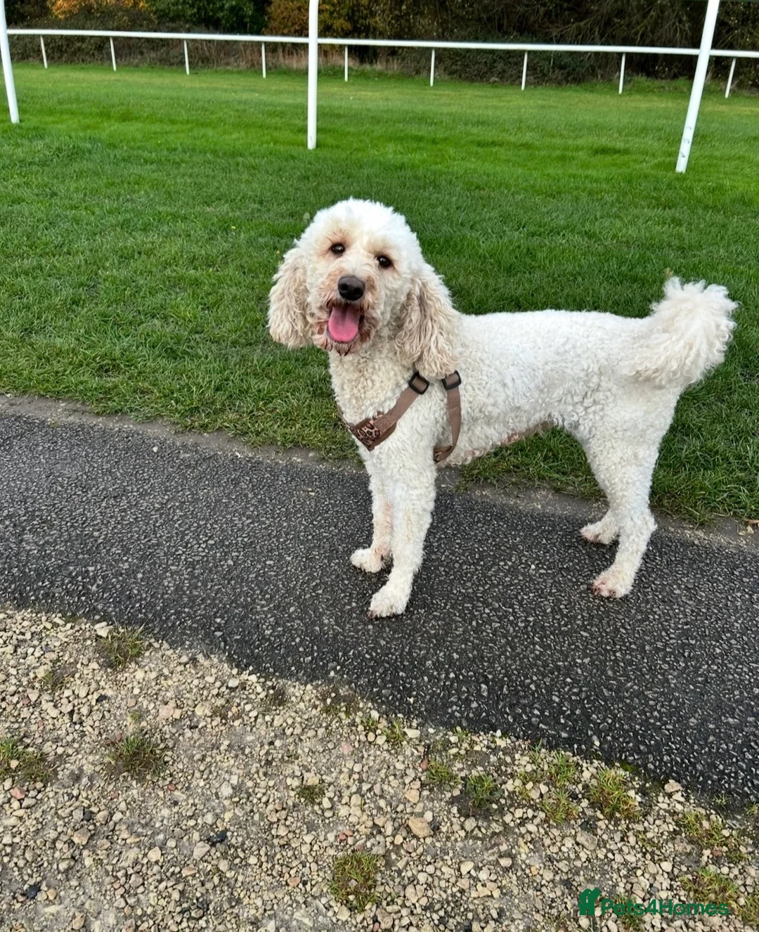 Mixed Breed dogs for sale: Lovely poodle bitch  - Advert 3