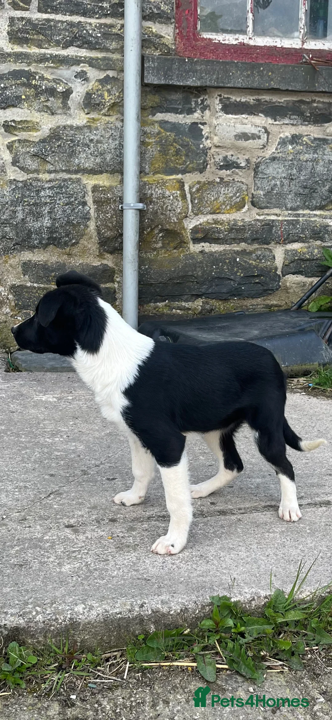 Mixed Breed dogs for sale: Border collie puppies - Advert 2