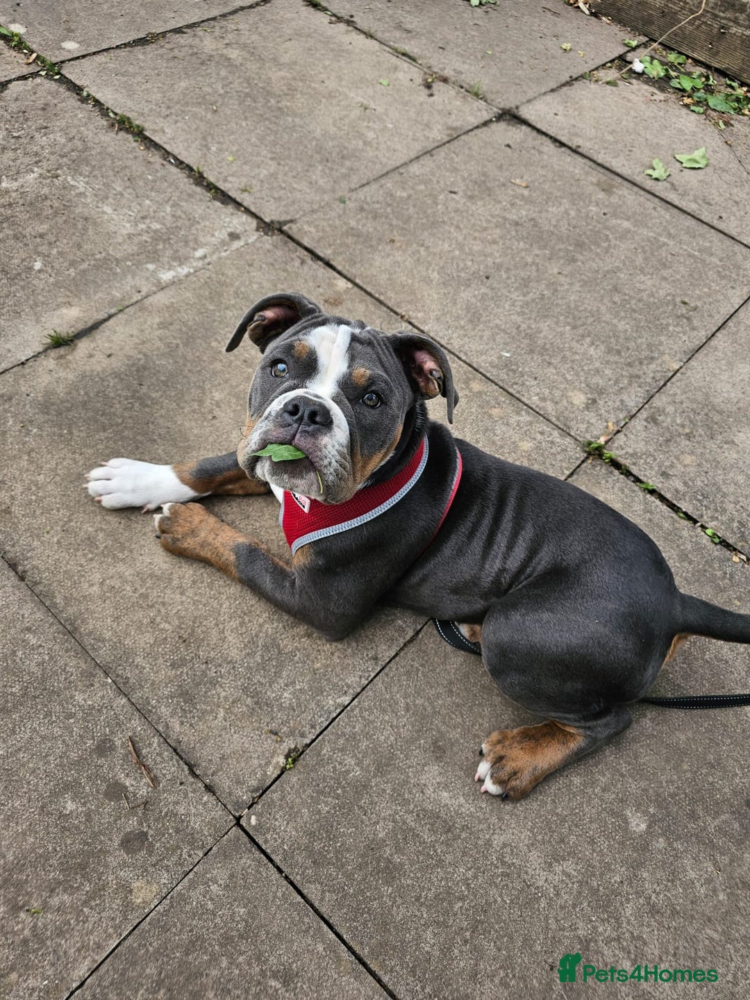 Olde English Bulldogge dogs for sale: Olde English Bulldogge  - Image 3