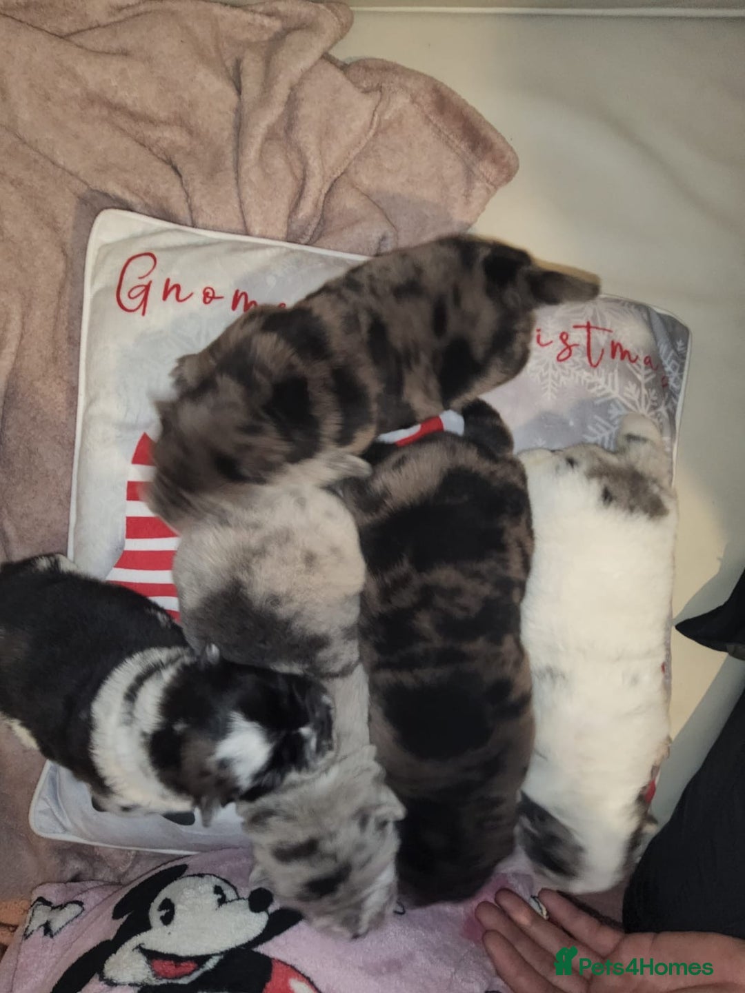 Chow Chow dogs for sale: 5 beautiful Merle rainbow chow chow puppies  - Advert 2