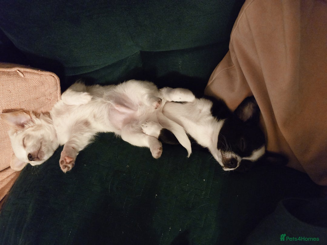 Chihuahua dogs for sale: Two Adorable Male Chihuahua Puppies  - Image 2
