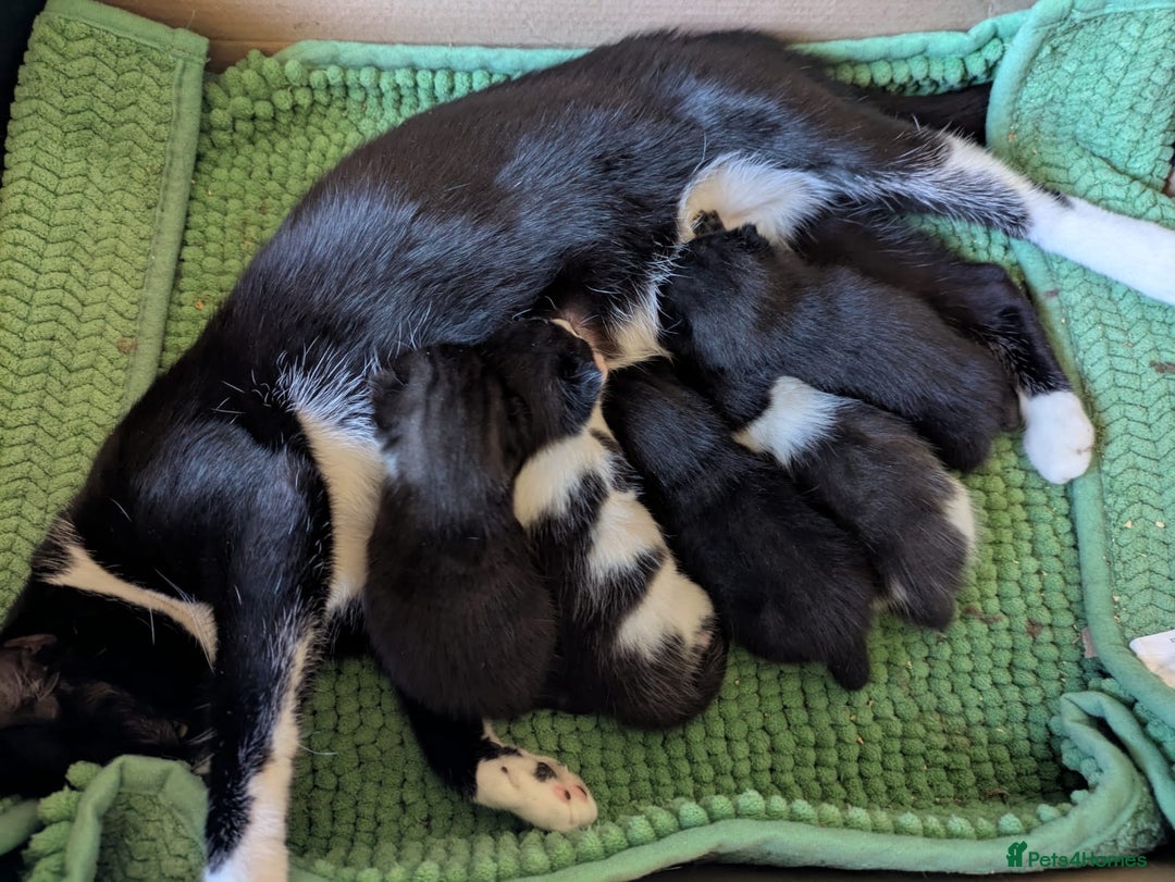 Mixed Breed cats for sale: Ready for our new adventure 🐾 - Image 1