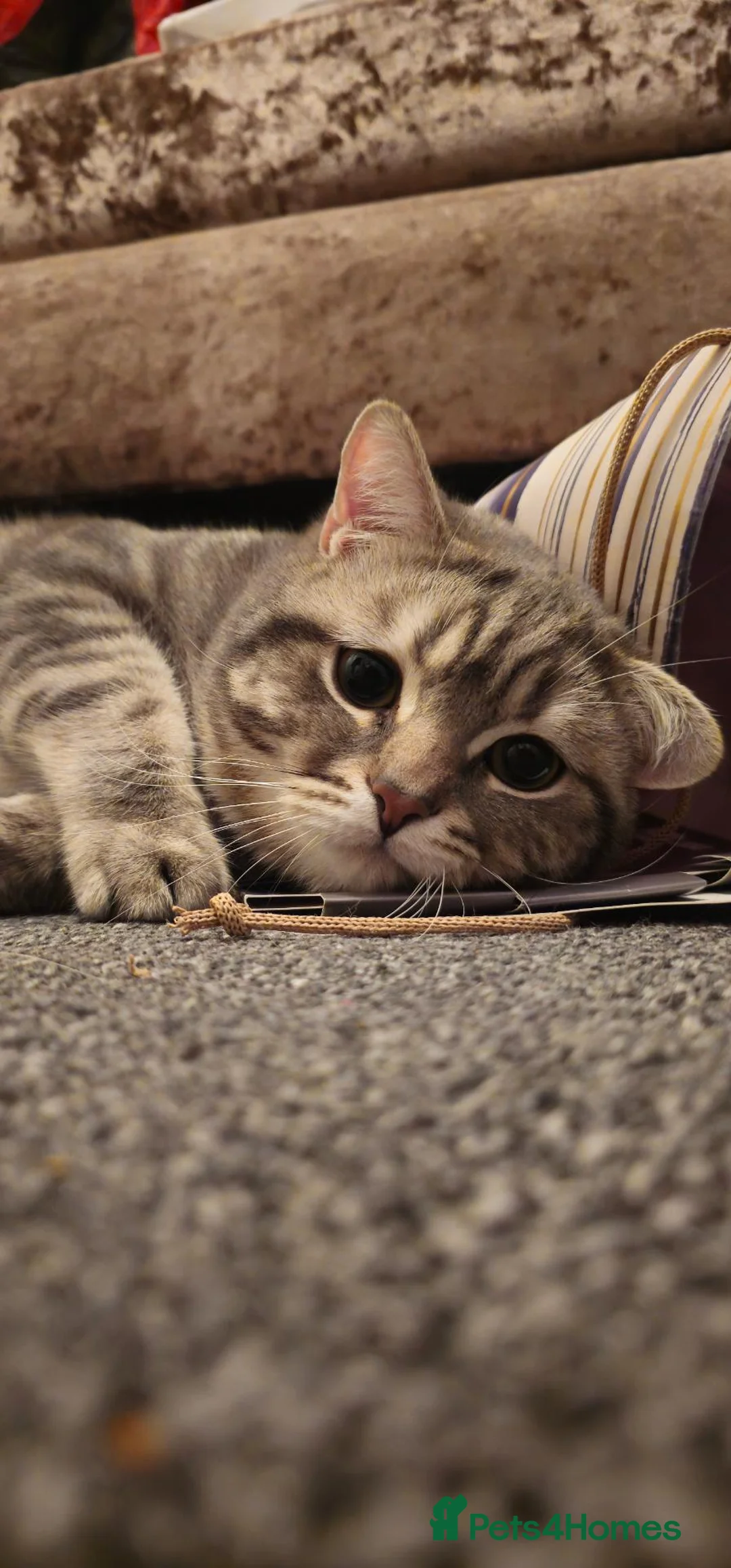 British Shorthair cats for sale: Tiger - Advert 2