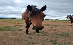 Welsh Section D horses for sale: Bartonhouse charlotte(charlie)15.1 welsh part bred - Image 9