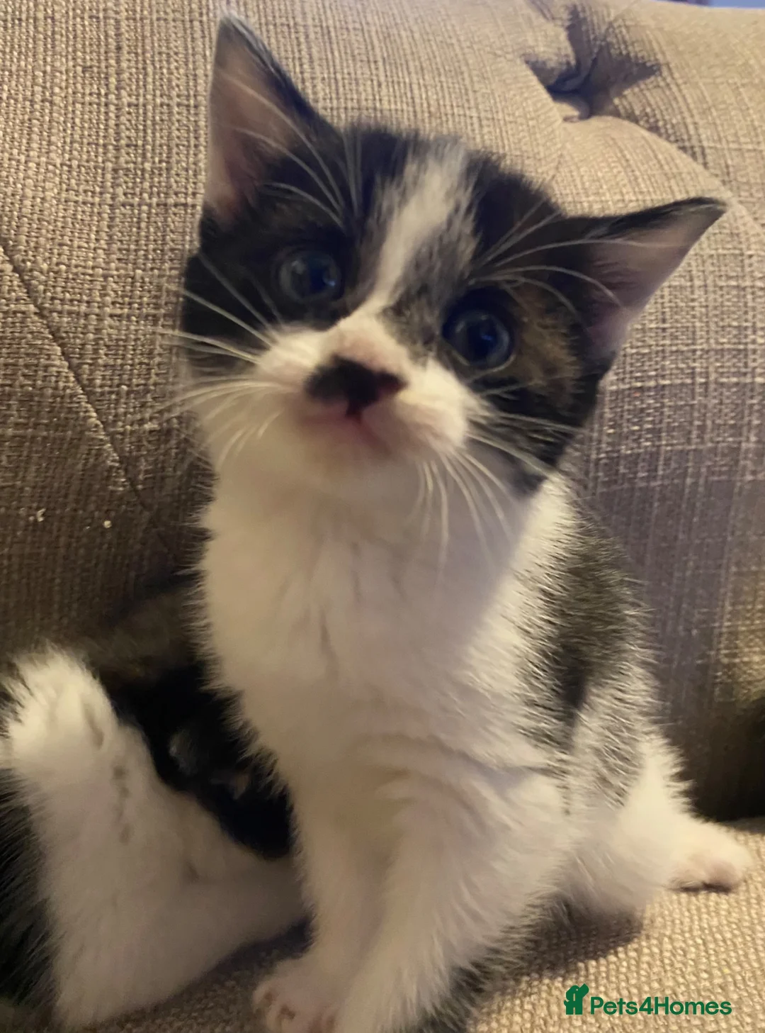 Mixed Breed cats for sale: Three beautiful boys  - Advert 9