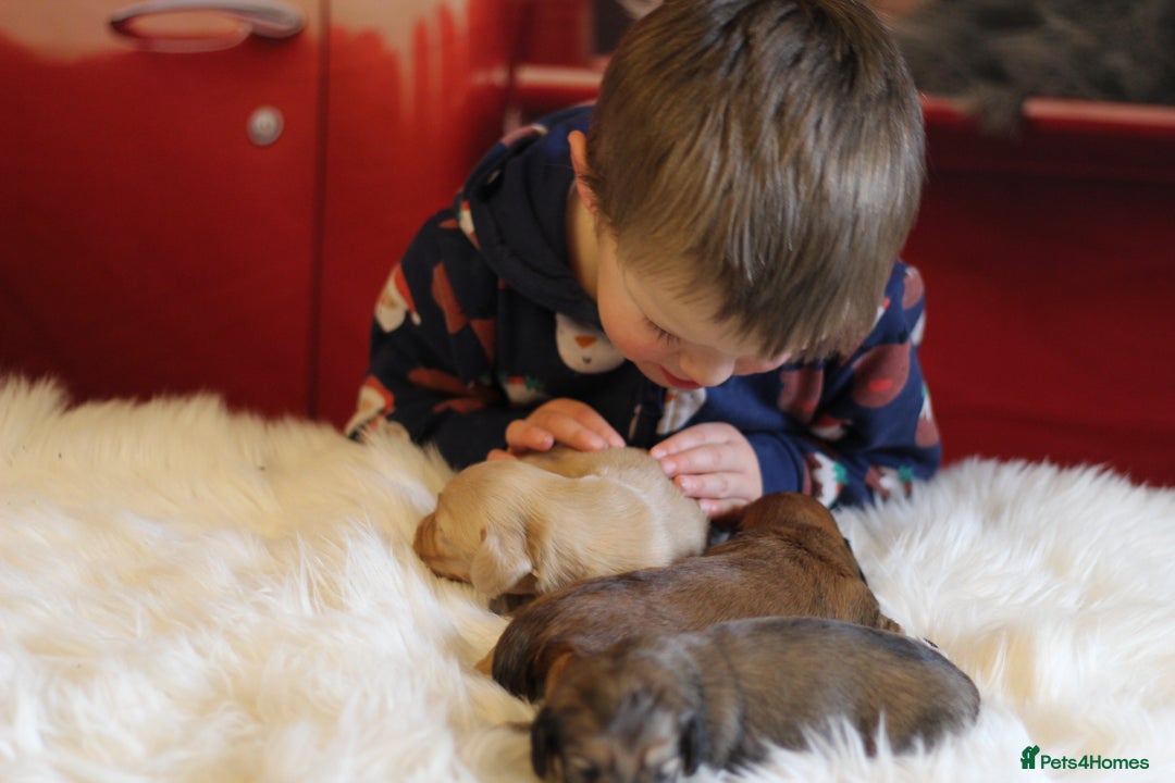 Miniature Dachshund dogs for sale: Beautiful cream miniature longs  - Advert 5