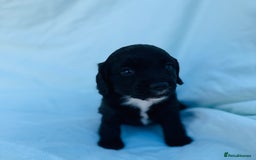 Cocker Spaniel dogs for sale: Beautiful cocker spaniels puppies for sale - Image 29