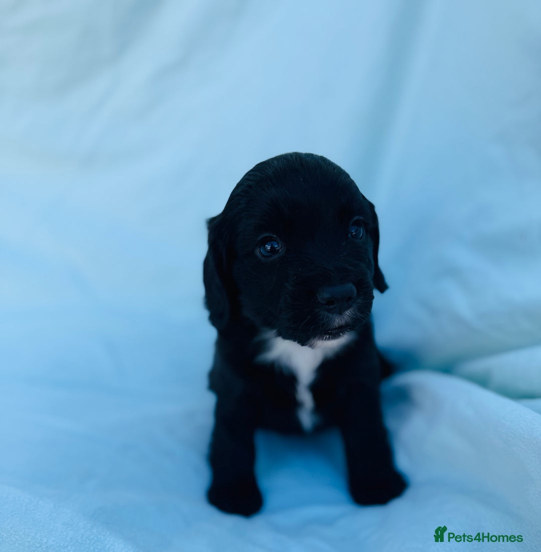 Cocker Spaniel dogs for sale: Beautiful cocker spaniels puppies for sale - Image 29