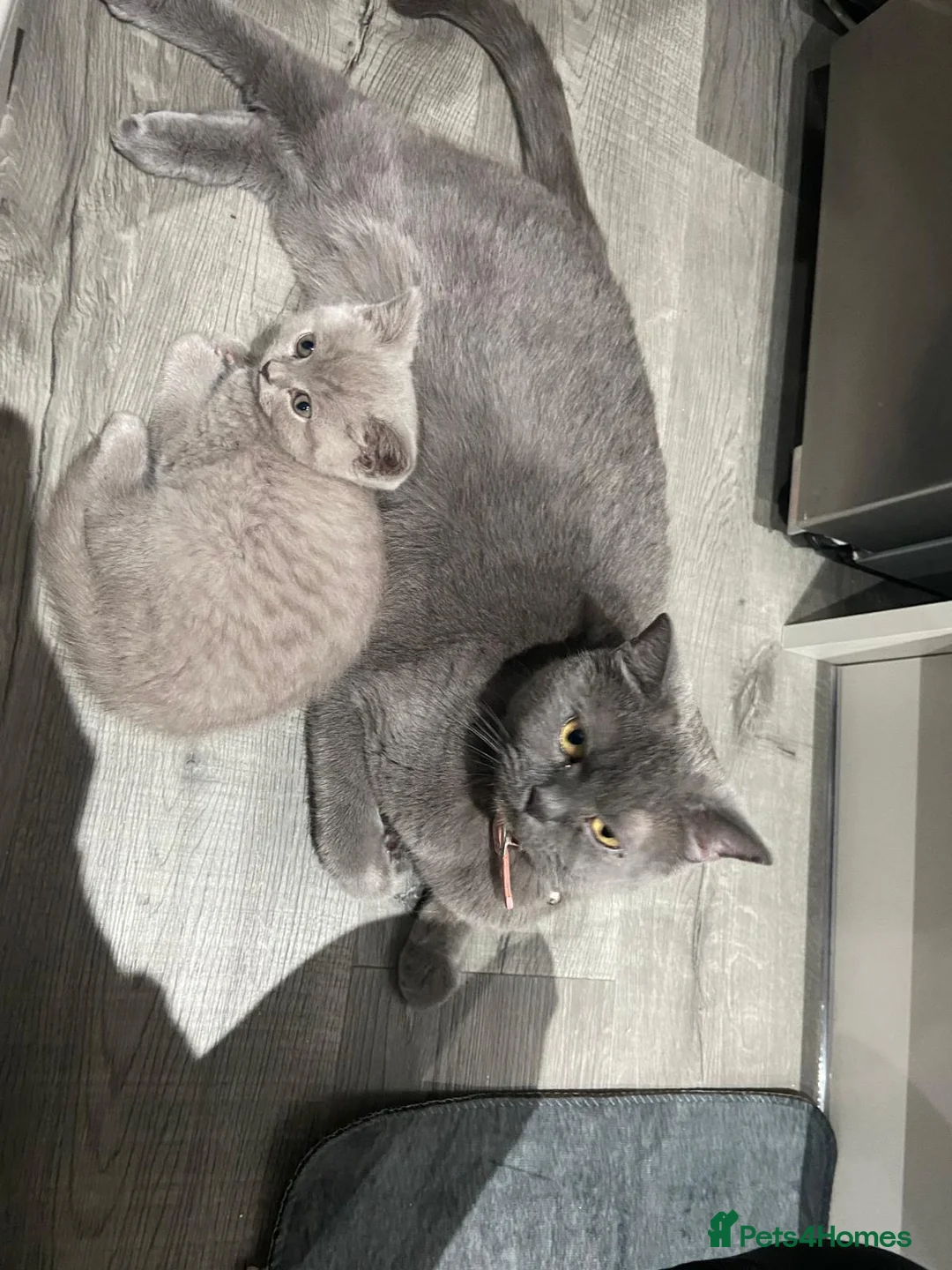 British Shorthair cats for sale: 1 PEDIGREE LILAC BSH GIRL REMAINING  - Advert 9