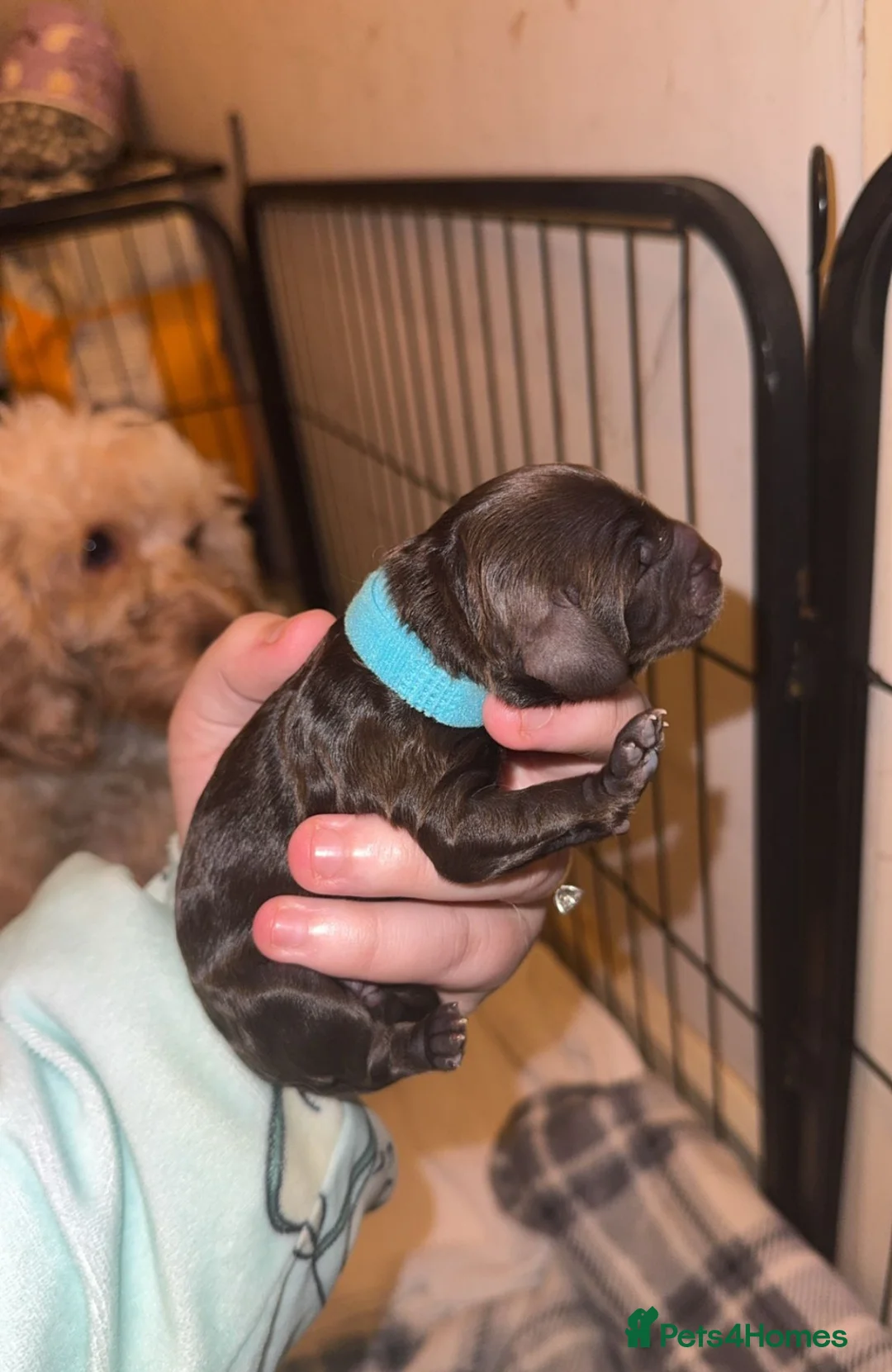 Cockapoo dogs for stud: PROVEN Chocolate brown cockapoo for stud in Boston - Advert 10