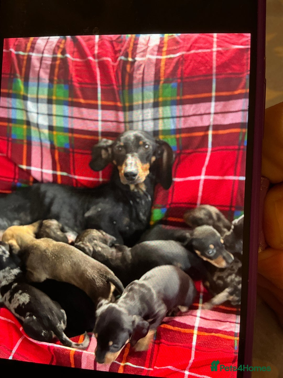 Dachshund dogs for sale: Dachshund - Advert 3