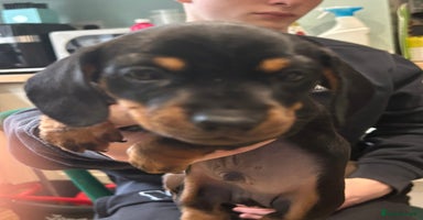 Miniature Dachshund dogs - Advert 14
