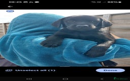 Labrador Retriever dogs for sale: Labrador Retriever puppies for sale - Image 3