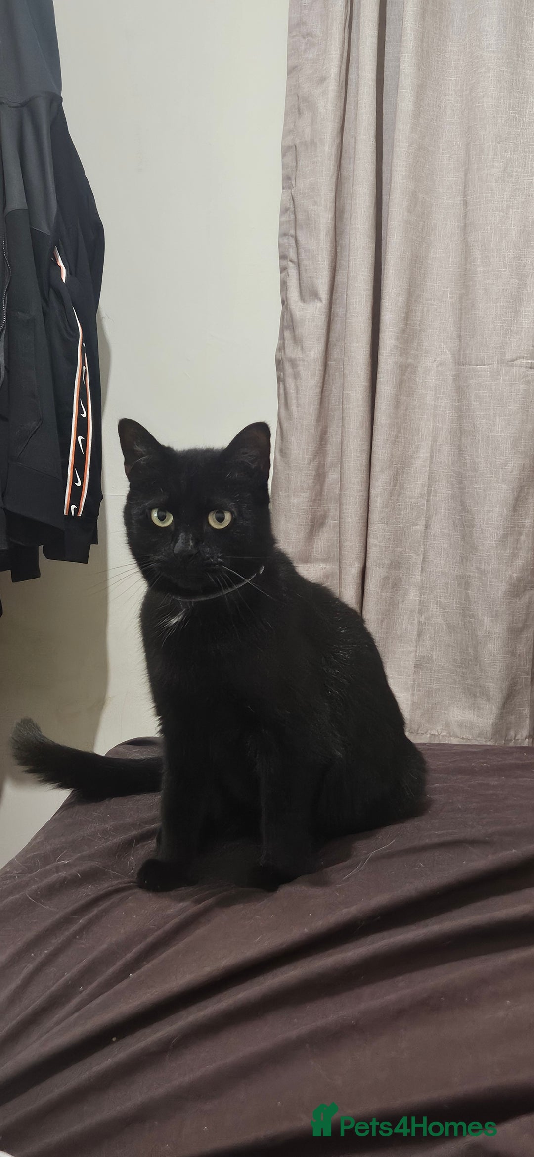 Bombay cats for sale: Sutty - Image 1
