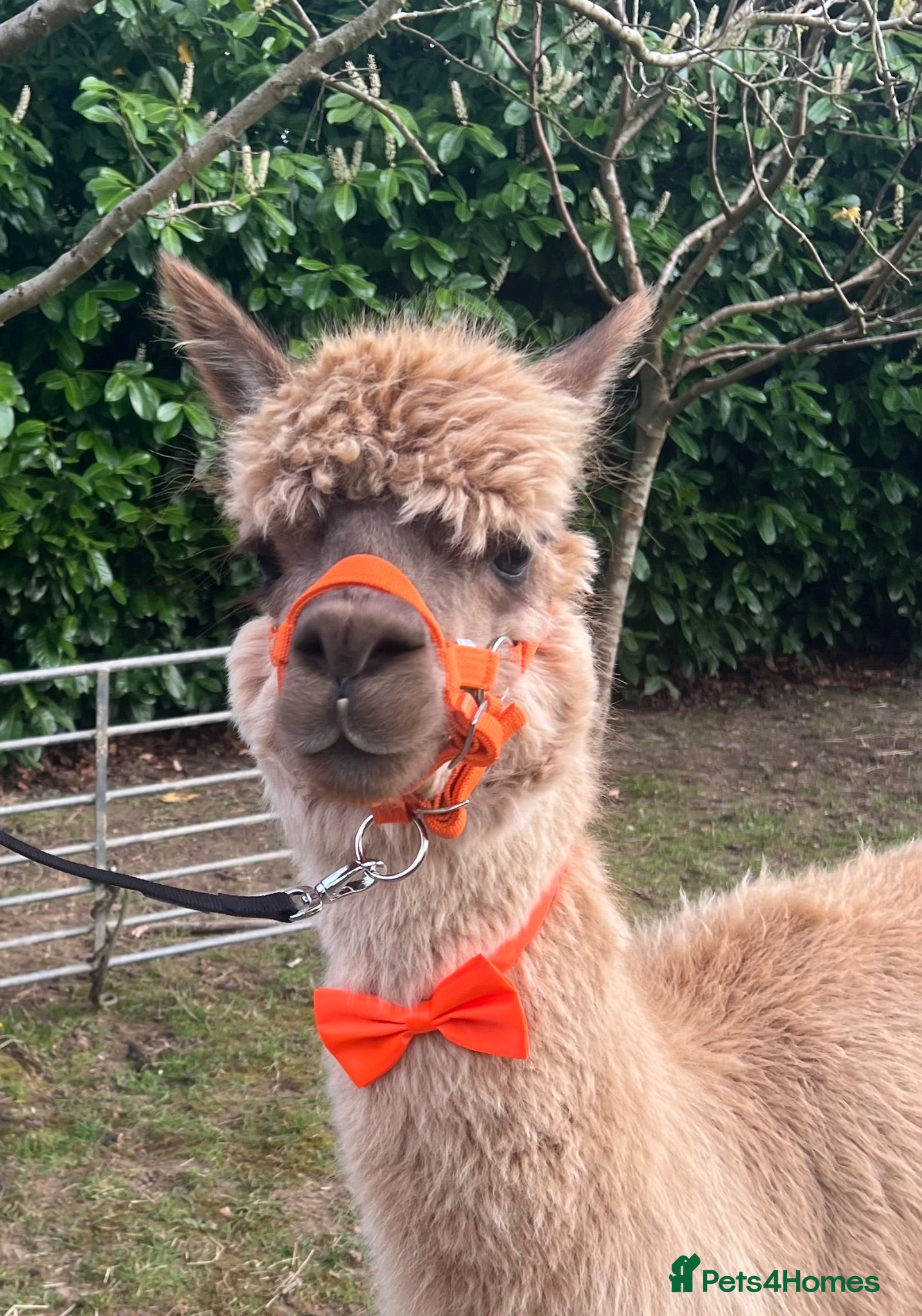 Alpaca livestock Group of Alpaca for sale - Advert 6