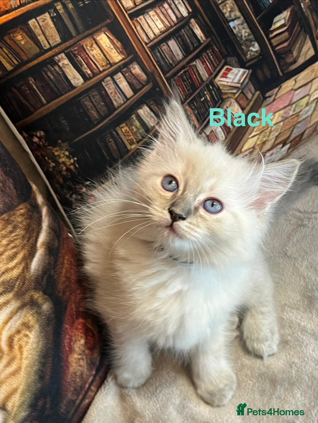 Ragdoll cats for sale: ❤️Amazing Pure Ragdoll Girls Waiting Loving Family - Advert 6