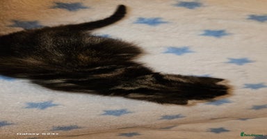 Mixed Breed cats 5 Bengal x Kittens–Glitter Coats,Beautiful Colours - Advert 13