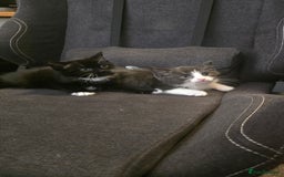 Domestic Shorthair cats for sale: X2 kittens - Image 2