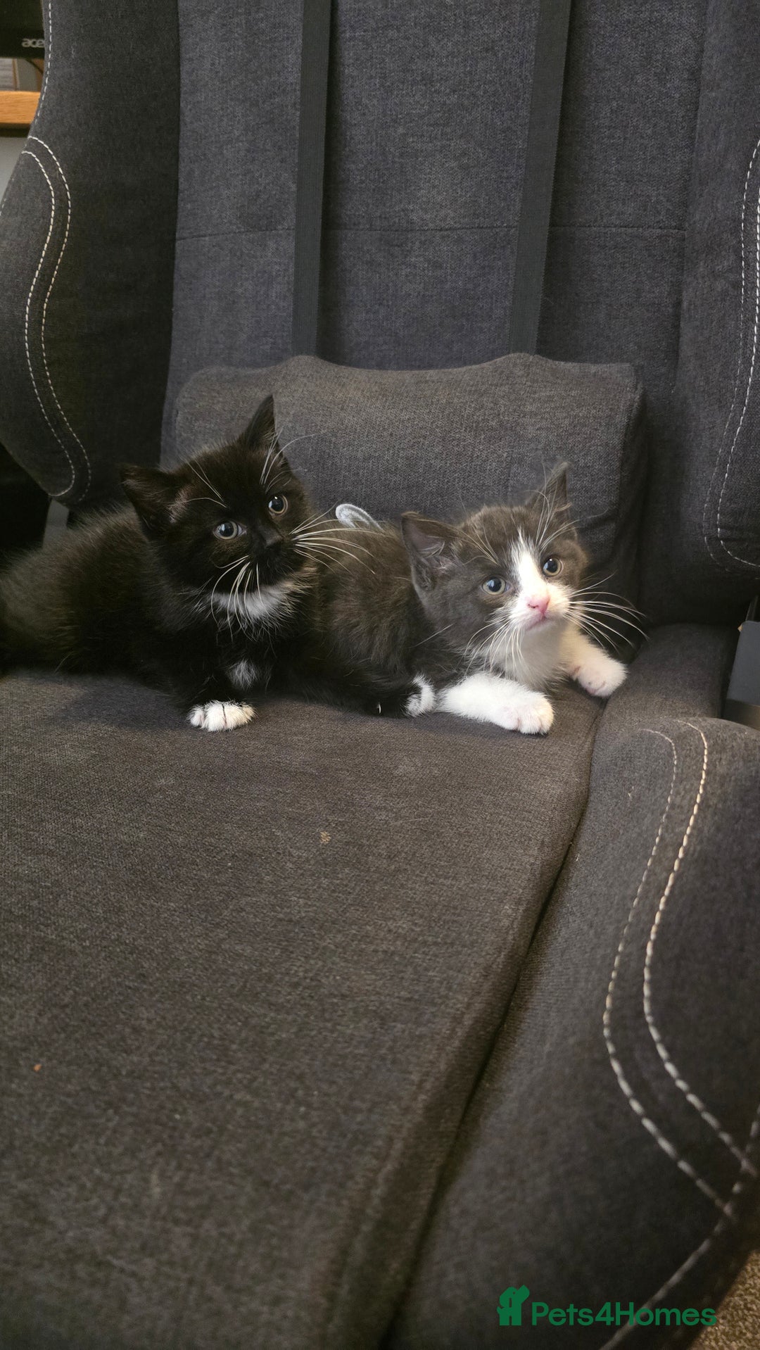 Domestic Shorthair cats for sale: X2 kittens - Image 2