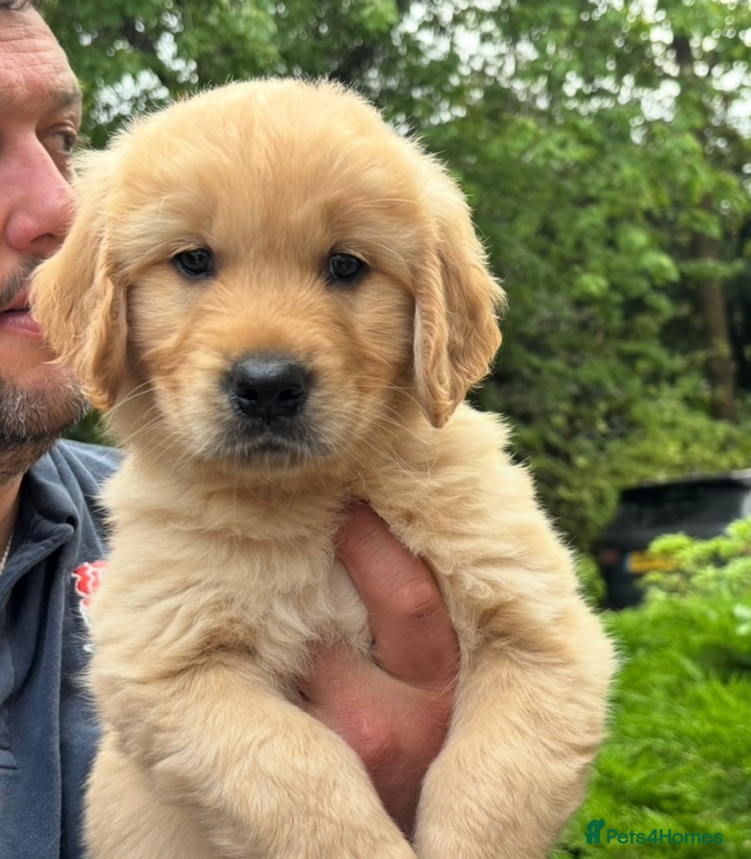 Dog Breed Baby Golden Retriever For Adoption Retriever Mix Hunting