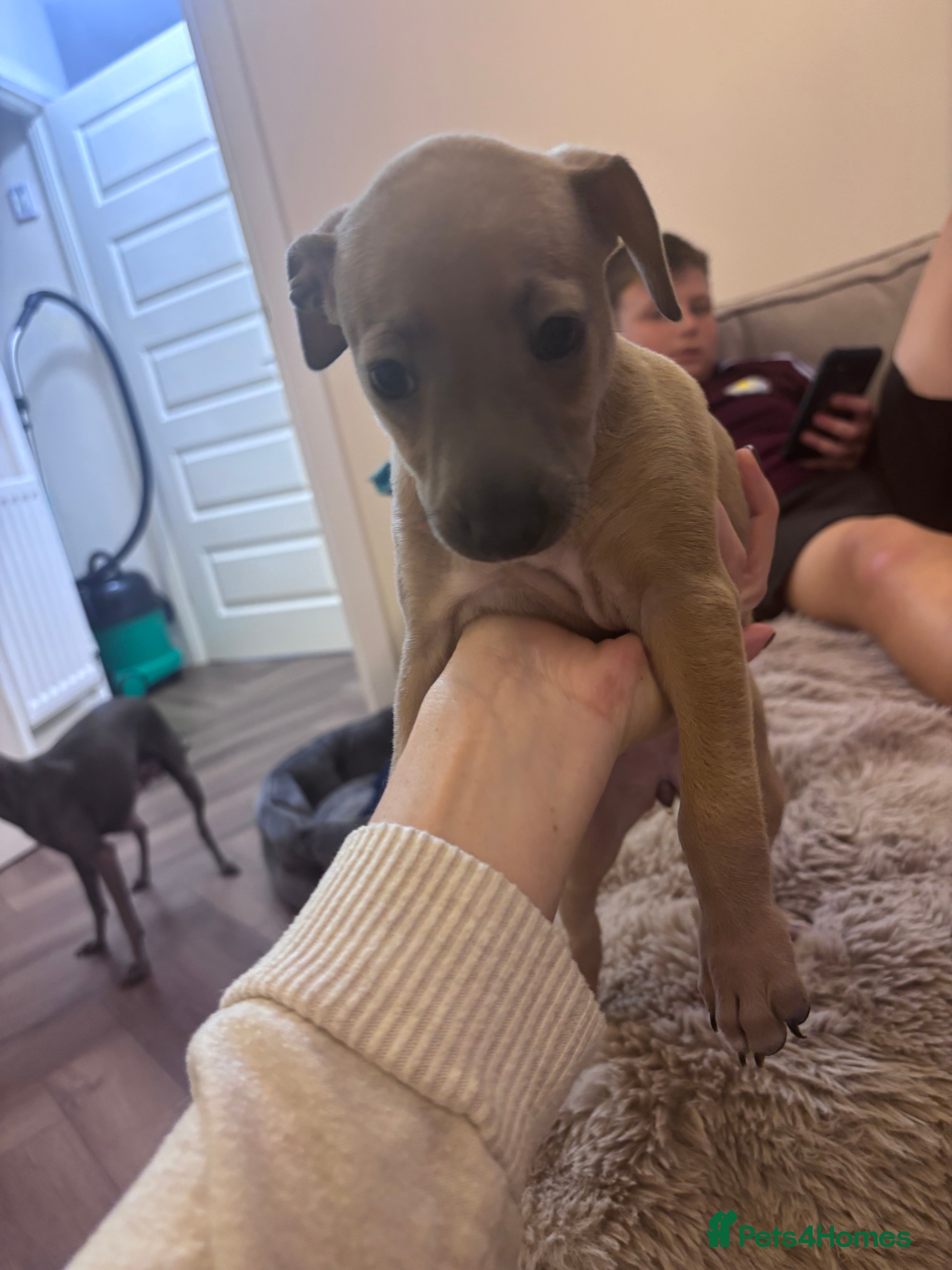 Italian Greyhound dogs 🐾 KC Registered Italian Greyhound Puppies 🐾 - Advert 2