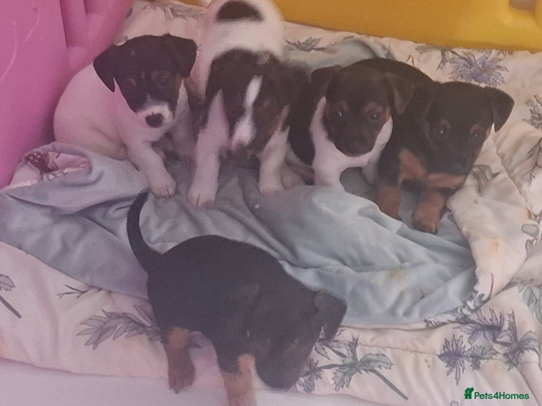 Jack Russell dogs for sale: Jack Russell pups - Image 16