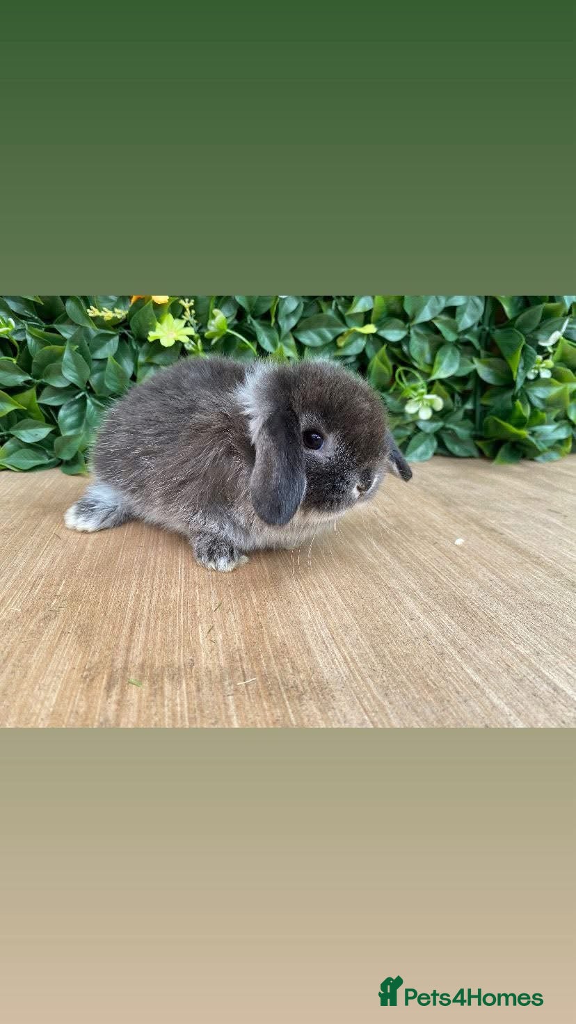 Mini Lop rabbits Mini lops  ready now 8 weeks old 💙 - Advert 8