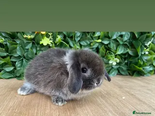 Mini Lop rabbits Mini lops ready now 8 weeks old 💙 - Advert 8