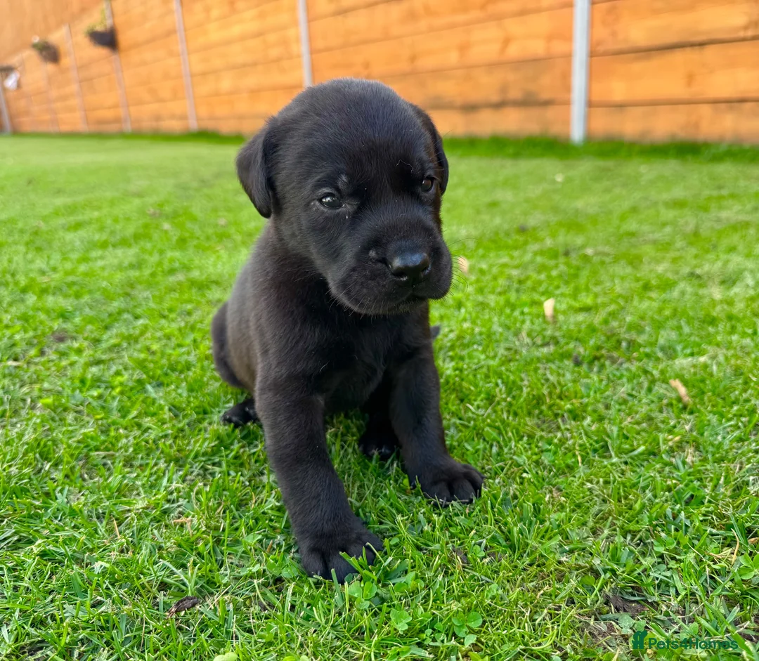 Labrador Retriever dogs for sale: KC Registered Labrador Babies 🐾🐾🐾 - Advert 1