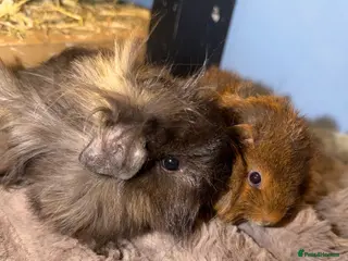 Guinea Pig rodents Baby Female and male Guinea pigs - Advert 15