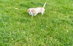 Cavapoo dogs for sale: Looking for forever homes - Image 6