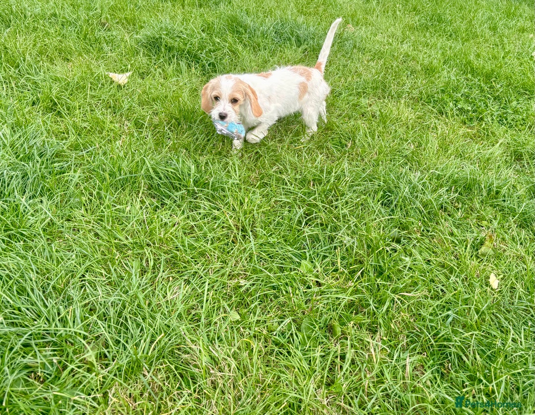 Cavapoo dogs for sale: Looking for forever homes - Image 6