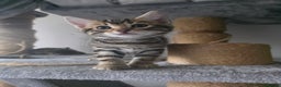Bengal cats for sale: Beautiful bengal cross kittens - Advert 6