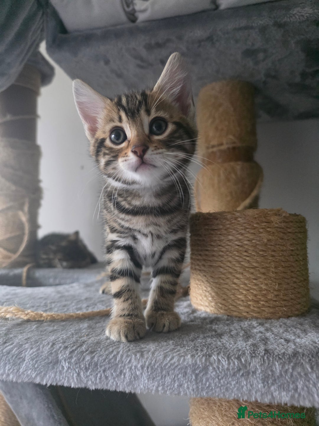 Bengal cats for sale: Beautiful bengal cross kittens - Advert 6