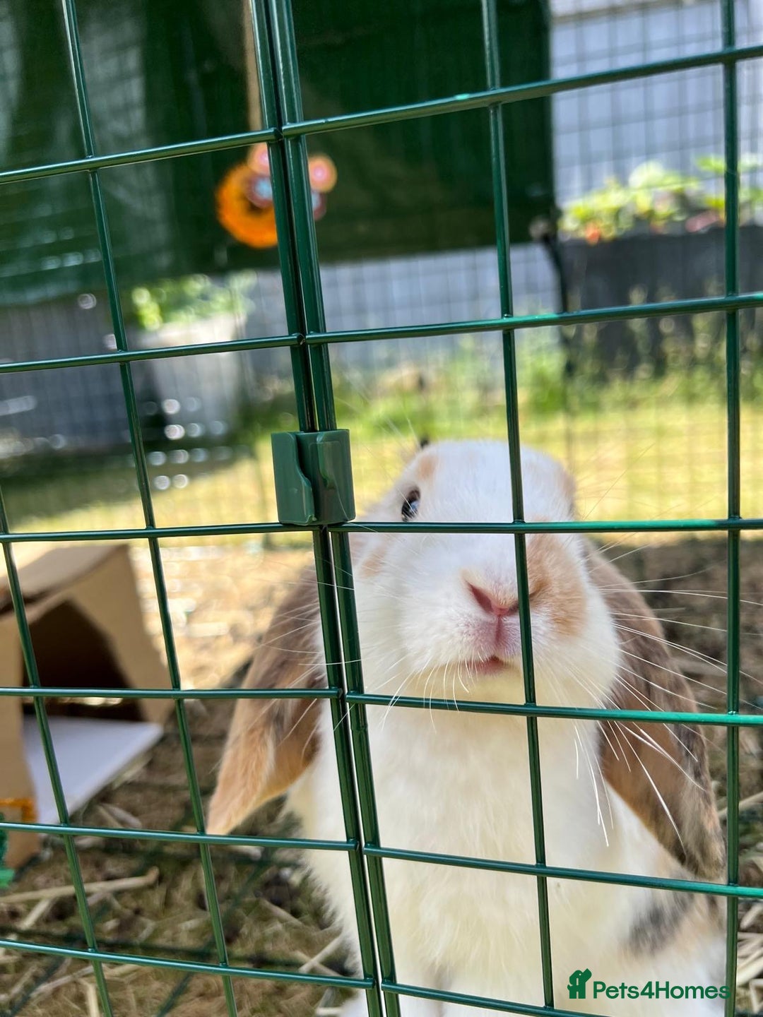 Dutch rabbits for sale: Pair of bonded vaccinated female rabbits - Image 3