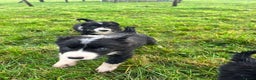 Border Collie dogs for sale: Border Collies - available for  **  - Advert 7
