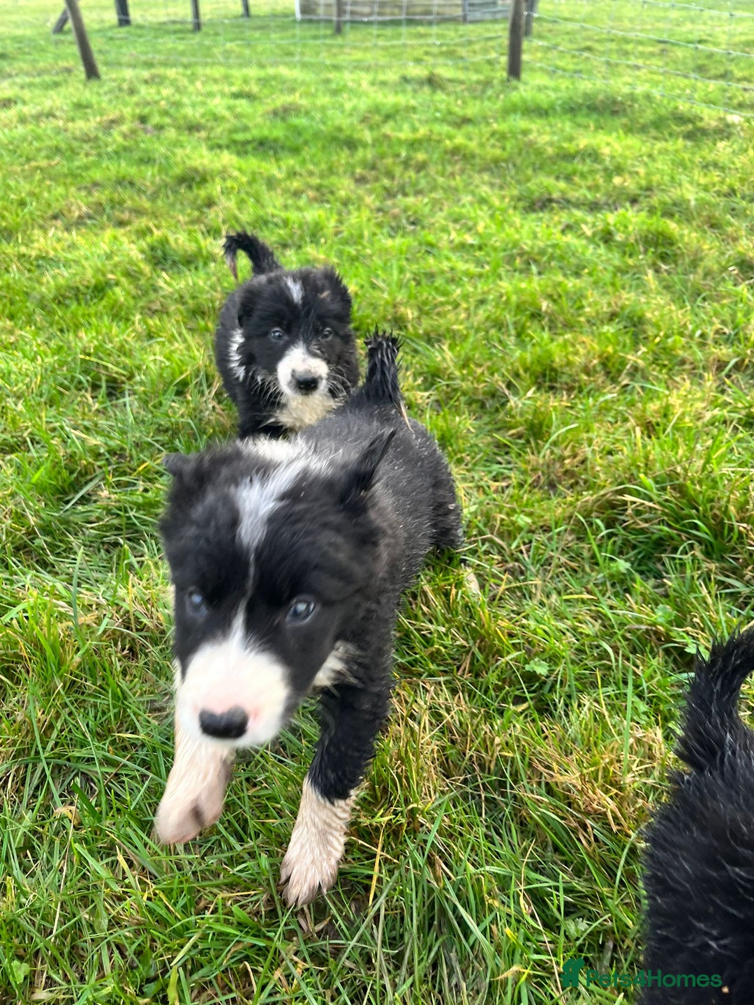 Border Collie dogs for sale: Border Collies - available for  **  - Advert 7