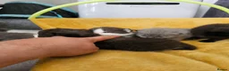 British Shorthair cats for sale: 🐾 Beautiful British Shorthair Kittens 🐾 - Advert 18