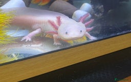 Axolotl reptiles for sale: 3 year old Axolotl with FULL SET UP  - Image 3