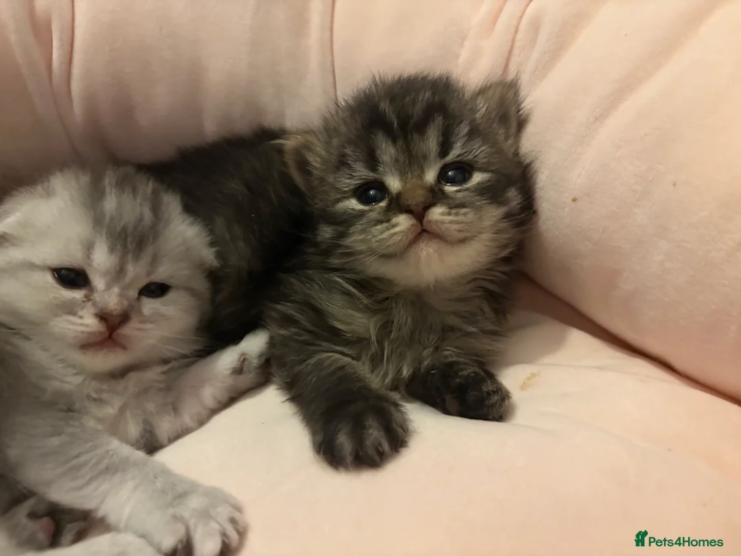 Scottish Fold cats for sale: Absolutely unreal Scottish fold x BSH litter!  - Advert 18