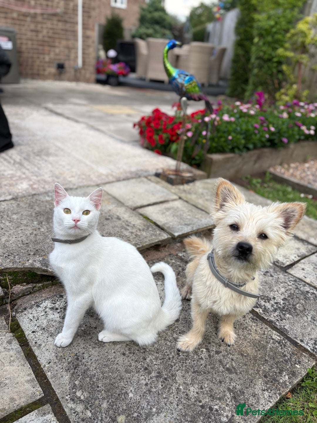 Mixed Breed dogs for sale: Yorkie x Pomeranian, looking for his forever home - Advert 4