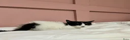 Mixed Breed cats for sale: Kittens ready for their new home - Advert 4
