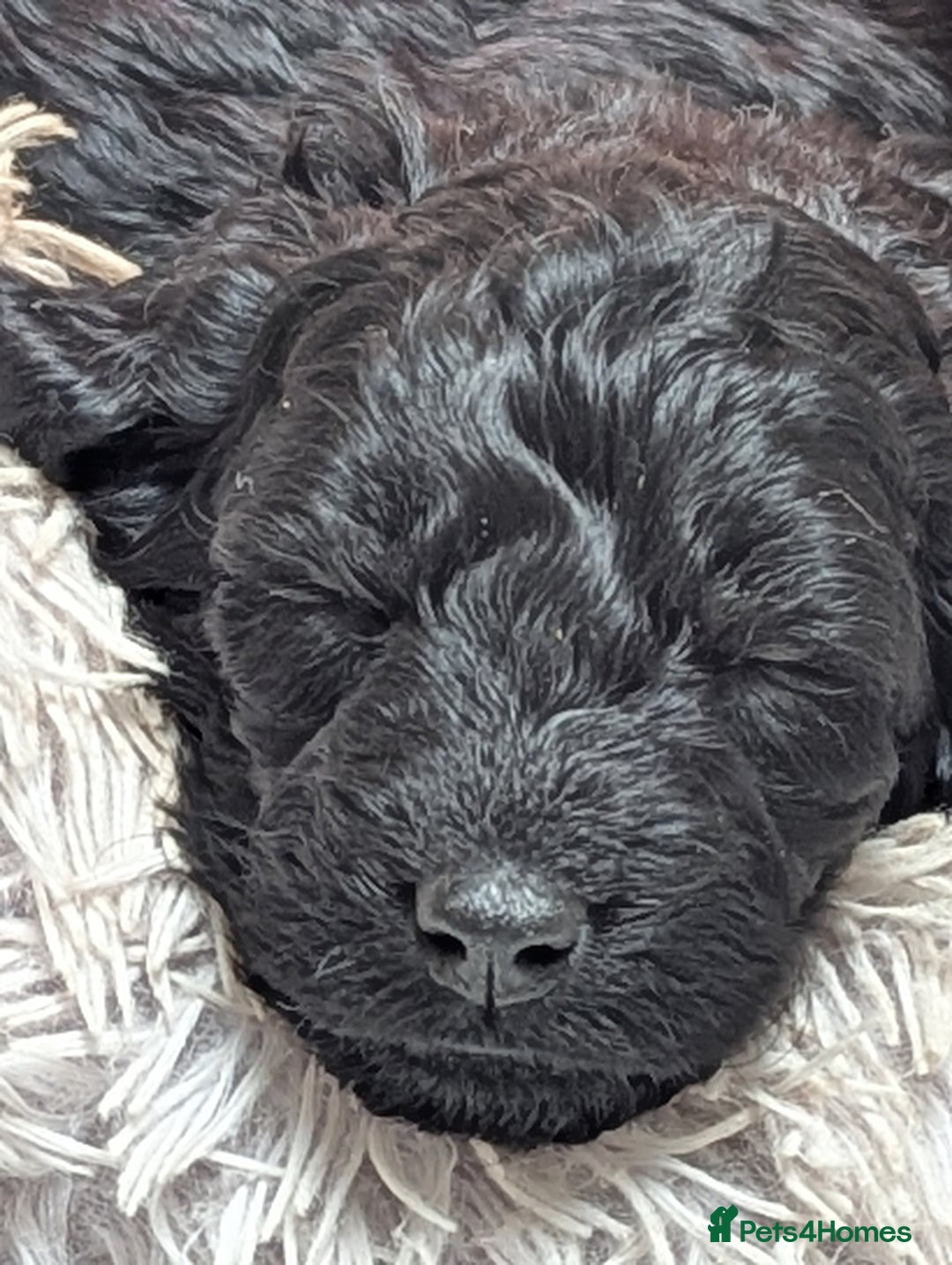 Cockapoo dogs for sale: Cockapoo - Advert 2