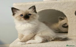 Ragdoll cats for sale: Stunning Ragdoll kittens  - Image 14